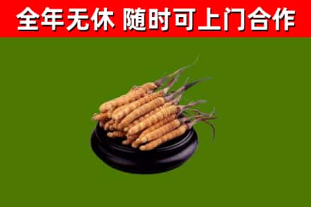 铜仁回收冬虫夏草